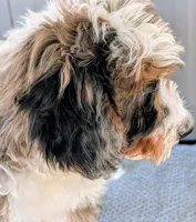 Queen, a female Bernedoodle for sale in Gilbert, AZ – Photo 5 of 7