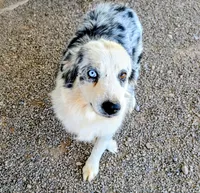 Lioness, a female Australian Shepherd for sale in Gilbert, AZ – 3 of 5
