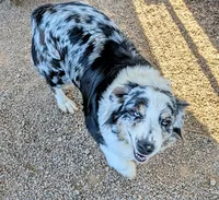 Lioness, a female Australian Shepherd for sale in Gilbert, AZ – 2 of 5