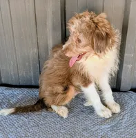 Johnny, a male Miniature Aussiedoodle for sale in Gilbert, AZ – 6 of 7