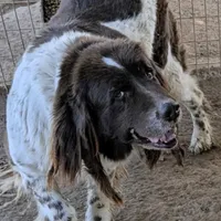 Moki, a female Newfoundland for sale in Gilbert, AZ – 2 of 2