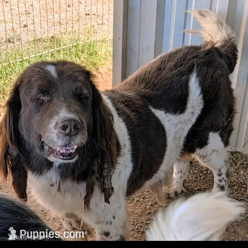 Moki – Newfoundland puppy for sale in Gilbert, AZ