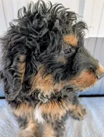 Luey, a male Bernedoodle for sale in Gilbert, AZ – Photo 6 of 6