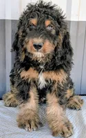 Luey, a male Bernedoodle for sale in Gilbert, AZ – Photo 3 of 6