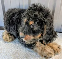 Luey, a male Bernedoodle for sale in Gilbert, AZ – Photo 2 of 6