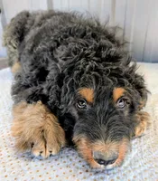 Luey, a male Bernedoodle for sale in Gilbert, AZ – Photo 5 of 6