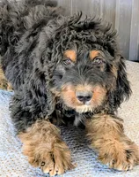 Luey, a male Bernedoodle for sale in Gilbert, AZ – Photo 4 of 6