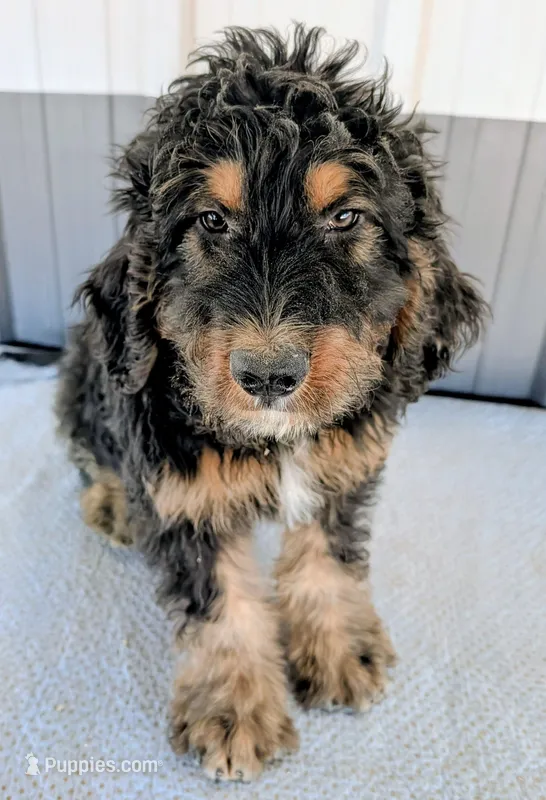 Luey, a male Bernedoodle for sale in Gilbert, AZ – Photo 1 of 6