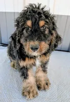 Luey, a male Bernedoodle for sale in Gilbert, AZ – Photo 1 of 6