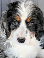 Tigress , a female Bernedoodle for sale in Gilbert, AZ – Photo 3 of 4