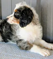 Tigress , a female Bernedoodle for sale in Gilbert, AZ – Photo 2 of 4