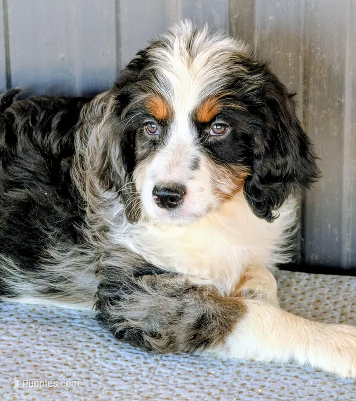 Tigress  – Bernedoodle puppy for sale in Gilbert, AZ