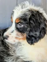 Tigress , a female Bernedoodle for sale in Gilbert, AZ – Photo 4 of 4