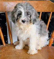 Lizzy, a female Miniature Bernedoodle for sale in Gilbert, AZ – 2 of 5