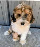 Benny, a male Bernedoodle for sale in Gilbert, AZ – Photo 3 of 6