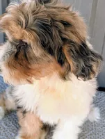 Benny, a male Bernedoodle for sale in Gilbert, AZ – Photo 4 of 6