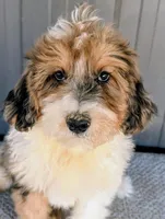 Benny, a male Bernedoodle for sale in Gilbert, AZ – Photo 1 of 6