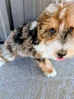 Benny, a male Bernedoodle for sale in Gilbert, AZ – Photo 6 of 6