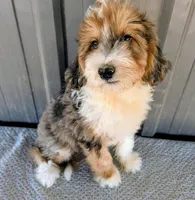 Benny, a male Bernedoodle for sale in Gilbert, AZ – Photo 5 of 6
