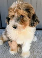 Benny, a male Bernedoodle for sale in Gilbert, AZ – Photo 2 of 6