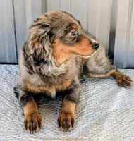 Mitzey, a female Miniature Bernedoodle for sale in Gilbert, AZ – 7 of 7