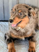 Mitzey, a female Miniature Bernedoodle for sale in Gilbert, AZ – 6 of 7