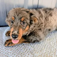 Mitzey, a female Miniature Bernedoodle for sale in Gilbert, AZ – 5 of 7