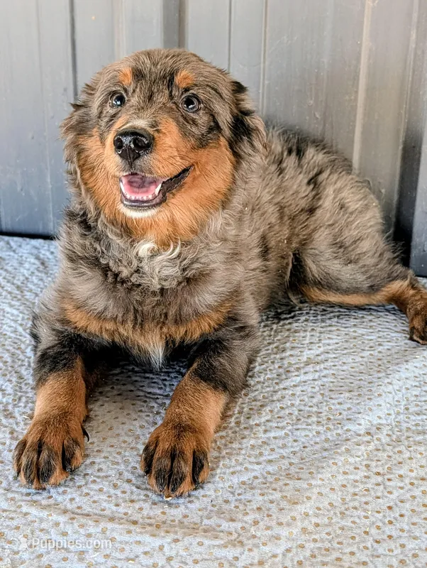 Mitzey – Miniature Bernedoodle puppy for sale in Gilbert, AZ