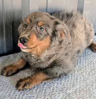 Mitzey, a female Miniature Bernedoodle for sale in Gilbert, AZ – 3 of 7