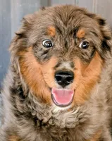 Mitzey, a female Miniature Bernedoodle for sale in Gilbert, AZ – 2 of 7