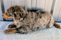 Mitzey, a female Miniature Bernedoodle for sale in Gilbert, AZ – 4 of 7