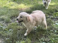 Tot, a male Golden Retriever for sale in Richfield, PA – 2 of 2