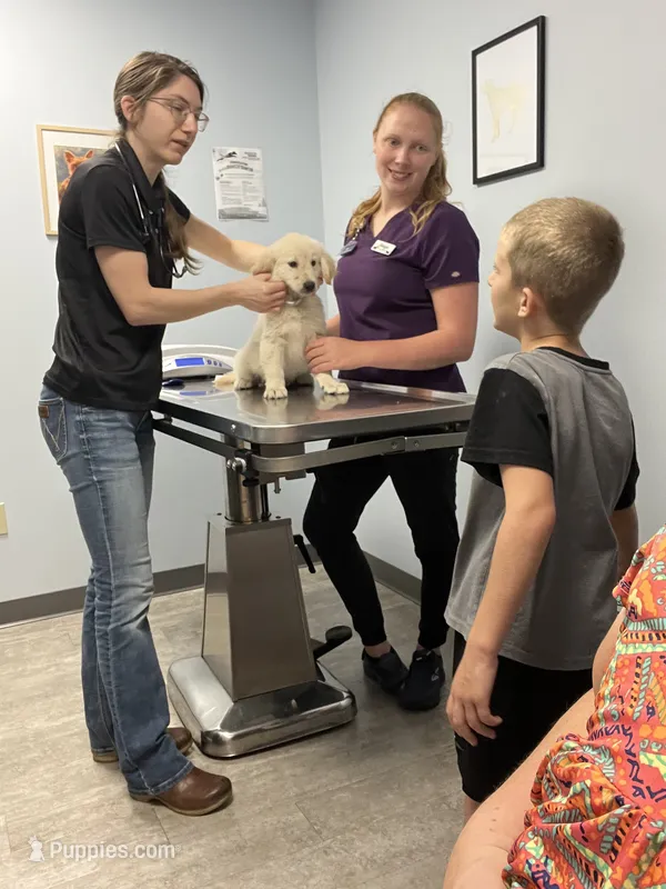 Brenna – English Cream Golden Retriever puppy for sale in Richfield, PA