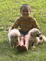 Brenna, a female English Cream Golden Retriever for sale in Richfield, PA – 3 of 3