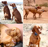 Grape, a female Vizsla for sale in De Beque, CO – Photo 5 of 6