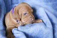 Grape, a female Vizsla for sale in De Beque, CO – Photo 2 of 6