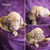 Grape, a female Vizsla for sale in De Beque, CO – Photo 1 of 6