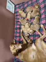 processed/2fd4286a-d102-4c54-a77a-8950c8d497e8/listing/84ea3afb-2c26-4181-a618-9ef257f442eb/528ce8a9-000b-459a-b493-eed77b122d31