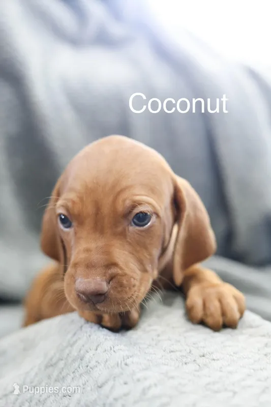 Coconut