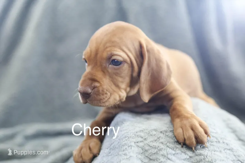 Cherry