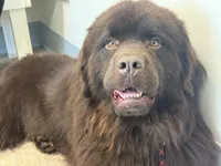 Eli OFA, a male Newfoundland for sale in Lake City, MI – Photo 3 of 9