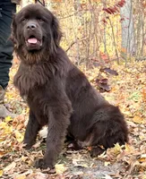 Eli OFA, a male Newfoundland for sale in Lake City, MI – Photo 2 of 9