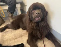 Eli OFA, a male Newfoundland for sale in Lake City, MI – Photo 9 of 9