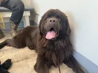 Eli OFA, a male Newfoundland for sale in Lake City, MI – Photo 5 of 9