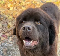 Eli OFA, a male Newfoundland for sale in Lake City, MI – Photo 1 of 9