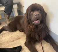 Eli OFA, a male Newfoundland for sale in Lake City, MI – Photo 7 of 9