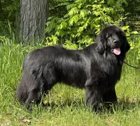 Boris OFA, a male Newfoundland for sale in Lake City, MI – Photo 5 of 10