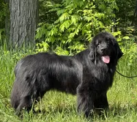 Boris OFA, a male Newfoundland for sale in Lake City, MI – Photo 4 of 10