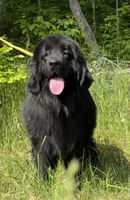 Boris OFA, a male Newfoundland for sale in Lake City, MI – Photo 2 of 10