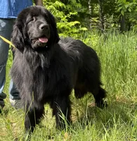 Boris OFA, a male Newfoundland for sale in Lake City, MI – Photo 7 of 10